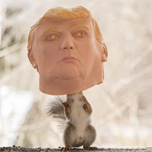 Red Squirrel stand inside a trump mask