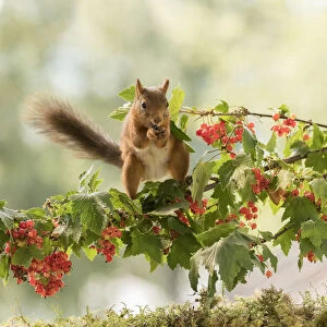 Red Squirrel stand on a red currant branch