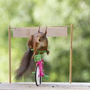 red squirrel standing on an bicycle with a sign