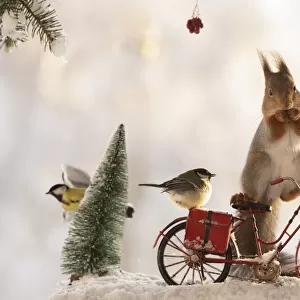 red squirrel standing on an bicycle with snow and titmouse