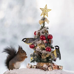 red squirrel standing with a Christmas tree