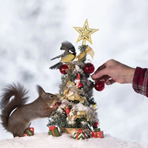 red squirrel standing with a Christmas tree with bird and a human hand