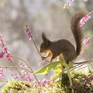 Red Squirrel standing on Daphne mezereum flower branches