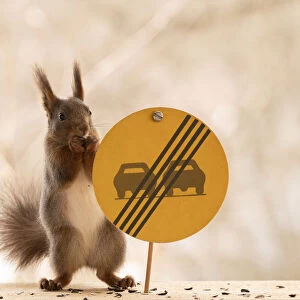 Red Squirrel standing with a End of overtaking restriction sign