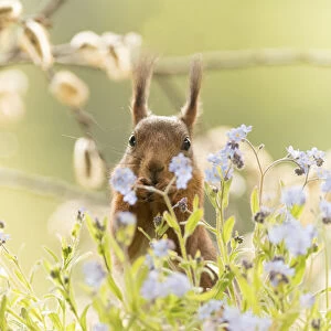 red squirrel is standing with forget me not flowers