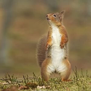 Red Squirrel - standing on hind legs - February - Scotland - UK