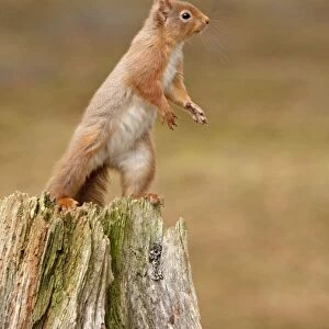 Red Squirrel - standing on hind legs on old tree stump - February - Scotland - UK