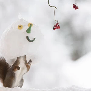 Red squirrel standing inside a snowman mask