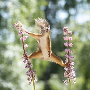 red squirrel standing between lupine flowers