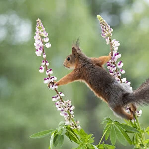 Red Squirrel standing between lupine flowers looking away