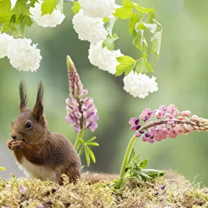 red squirrel standing in front of lupines flowers