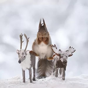 Red squirrel standing on a moose and reindeer in a split