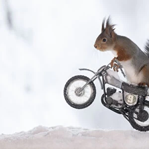 red squirrel standing on a motor bike in the snow