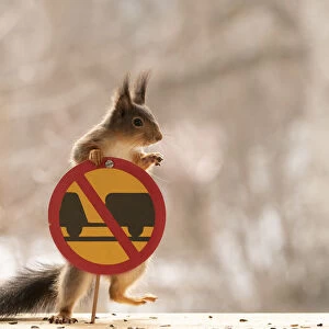 Red Squirrel standing with a No motor vehicles with a connected trailer sign