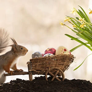 Red Squirrel standing behind narcissus holding a wheelbarrow with eggs