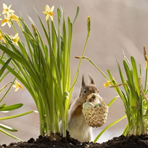 Red Squirrel standing behind narcissus holding a basket with eggs