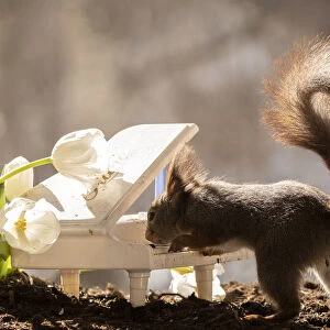 Red Squirrel standing behind a piano with tulips
