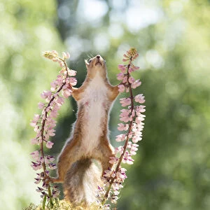 red squirrel standing between pink lupine flowers looking up