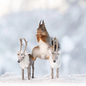 Red squirrel standing on two reindeer in a split