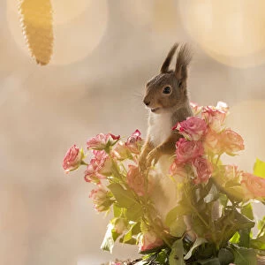 Red Squirrel standing between roses