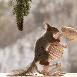 Red Squirrel standing on a skeleton rat
