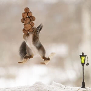 Red squirrel standing on skis holding wallnuts