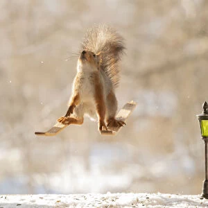 Red squirrel standing on skis in snow