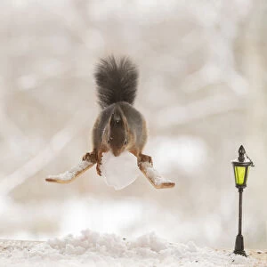 Red squirrel standing on skis with snowball