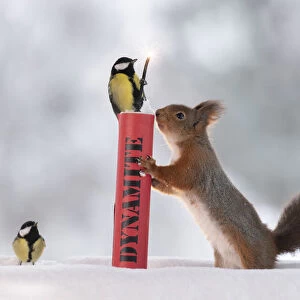Red squirrel standing in snow holding dynamite with great tit on it