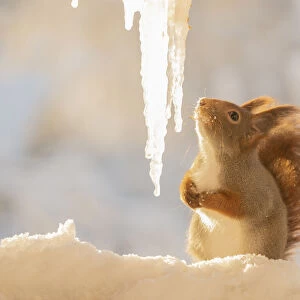 Red squirrel standing on snow looking at icicles
