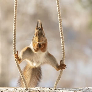 red squirrel standing in a split between ropes