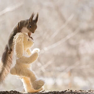 Red Squirrel standing on a teddybear