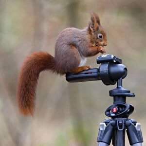 Red Squirrel - standing on a tripod feeding - UK