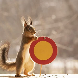 Red Squirrel standing with a No vehicles sign