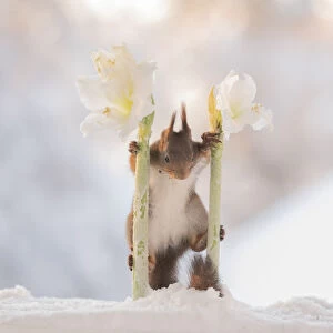 Red squirrel standing between white Hippeastrum flowers