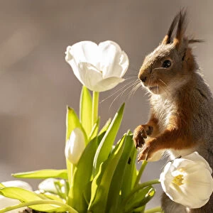 red squirrel standing between white tulips