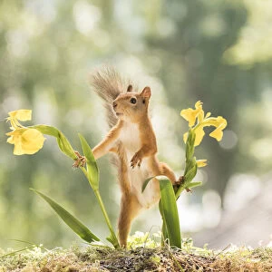 red squirrel standing between yellow Iris flowers