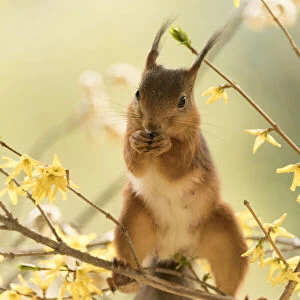 red squirrel stands in flower Forsythia branches