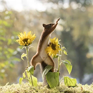 Red Squirrel with sunflowers
