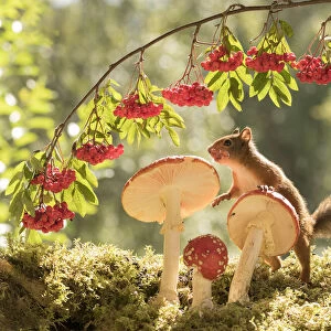 Red Squirrel with a toadstool