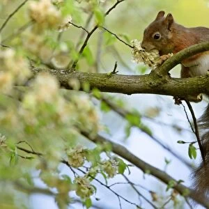 Red squirrel on tree feeding on seeds of horn beam Bavaria, Germany