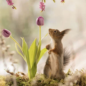 Red Squirrel with tulip and Daphne mezereum flower branches