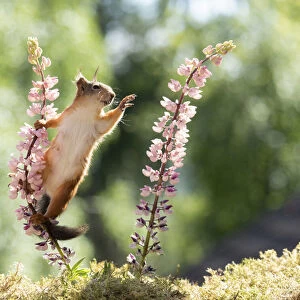 red squirrel waving from lupine flowers