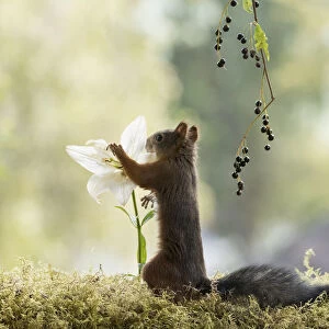 Red Squirrel with a white lily