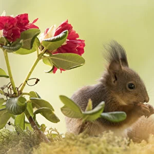 Red Squirrel young with red Rhododendron flowers