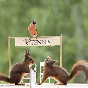 red squirrels and bullfinch standing on a tennis court