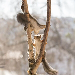 Red Squirrels climbing in a birch tree