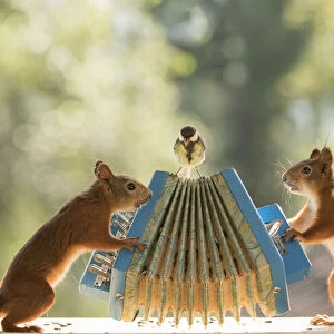 Red Squirrels holding a accordion