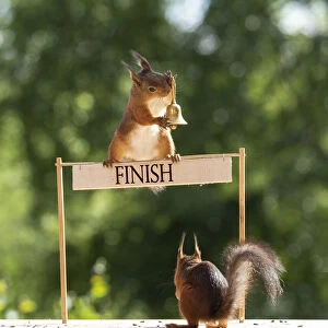 red squirrels holding a bell with a finish sign