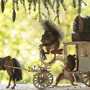 Red Squirrels with an horse and a horse carriage